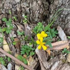 Ranunculus lappaceus at Barrington Tops National Park - 18 Dec 2023