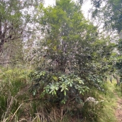 Nothofagus moorei (Antarctic Beech) at Gloucester Tops, NSW - 18 Dec 2023 by Tapirlord