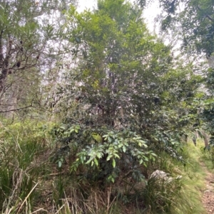 Nothofagus moorei at Barrington Tops National Park - 18 Dec 2023