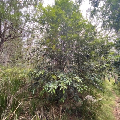 Nothofagus moorei (Antarctic Beech) at Barrington Tops National Park - 18 Dec 2023 by Tapirlord