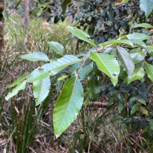 Nothofagus moorei at Barrington Tops National Park - 18 Dec 2023