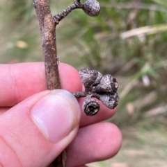 Eucalyptus fastigata at Barrington Tops National Park - 18 Dec 2023