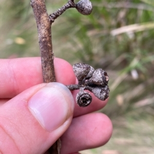 Eucalyptus fastigata at Barrington Tops National Park - 18 Dec 2023