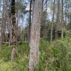 Eucalyptus fastigata at Barrington Tops National Park - 18 Dec 2023 02:25 PM