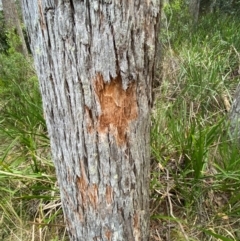 Eucalyptus fastigata at Barrington Tops National Park - 18 Dec 2023 02:25 PM