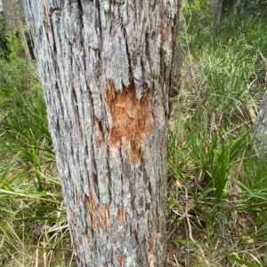 Eucalyptus fastigata at Barrington Tops National Park - 18 Dec 2023