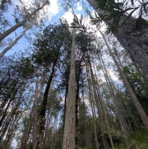 Eucalyptus fastigata at Barrington Tops National Park - 18 Dec 2023