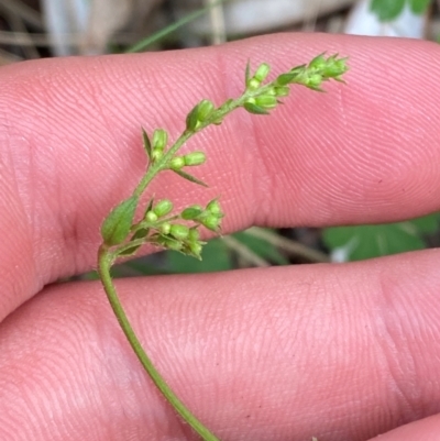 Gonocarpus teucrioides (Germander Raspwort) at Gloucester Tops, NSW - 18 Dec 2023 by Tapirlord