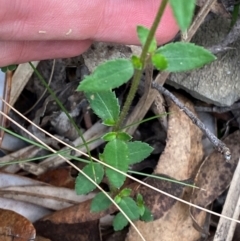 Gonocarpus teucrioides at Barrington Tops National Park - 18 Dec 2023