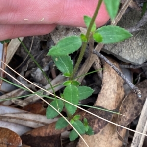 Gonocarpus teucrioides at Barrington Tops National Park - 18 Dec 2023