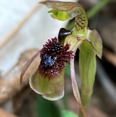 Chiloglottis sphaerula (Globular Wasp Orchid) at Gloucester Tops, NSW - 18 Dec 2023 by Tapirlord