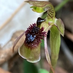 Chiloglottis sphaerula at Barrington Tops National Park - 18 Dec 2023