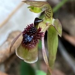 Chiloglottis sphaerula at Barrington Tops National Park - suppressed