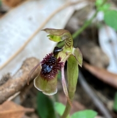 Chiloglottis sphaerula at Barrington Tops National Park - suppressed