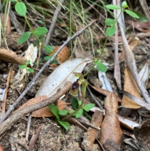 Chiloglottis sphaerula at Barrington Tops National Park - 18 Dec 2023