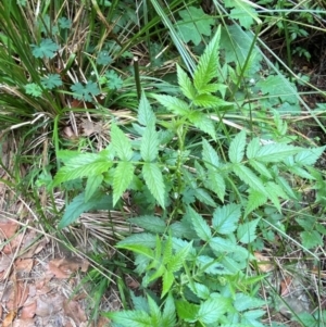 Rubus rosifolius var. rosifolius at Barrington Tops National Park - 18 Dec 2023