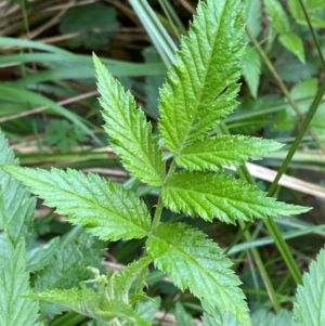 Rubus rosifolius var. rosifolius at Barrington Tops National Park - 18 Dec 2023 02:19 PM