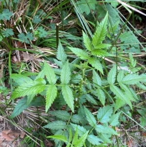 Rubus rosifolius var. rosifolius at Barrington Tops National Park - 18 Dec 2023 02:19 PM