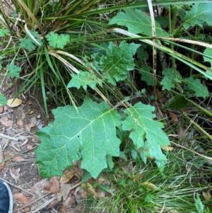 Solanum ditrichum at Barrington Tops National Park - 18 Dec 2023 02:19 PM