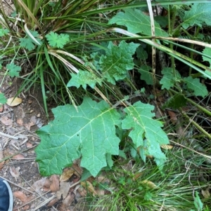 Solanum ditrichum at Barrington Tops National Park - 18 Dec 2023