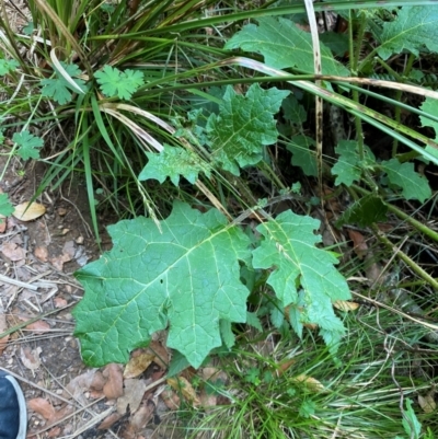 Solanum ditrichum (Sprawling Solanum) at Barrington Tops National Park - 18 Dec 2023 by Tapirlord