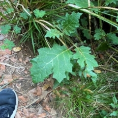 Solanum ditrichum at Barrington Tops National Park - 18 Dec 2023