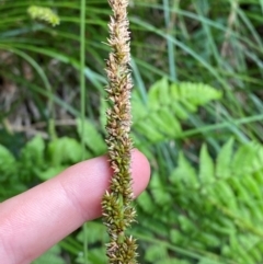 Carex appressa (Tall Sedge) at Gloucester Tops, NSW - 18 Dec 2023 by Tapirlord