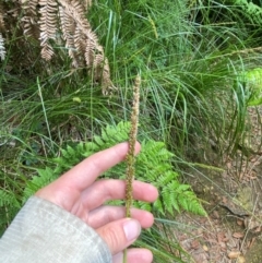 Carex appressa at Barrington Tops National Park - 18 Dec 2023