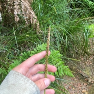 Carex appressa at Barrington Tops National Park - 18 Dec 2023 02:18 PM