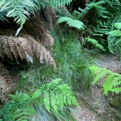 Carex appressa at Barrington Tops National Park - 18 Dec 2023 02:18 PM