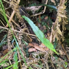 Blechnum patersonii subsp. patersonii (Strap Water Fern) at Barrington Tops National Park - 18 Dec 2023 by Tapirlord