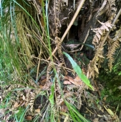 Blechnum patersonii subsp. patersonii at Barrington Tops National Park - 18 Dec 2023