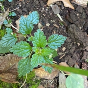 Australina pusilla subsp. muelleri at Barrington Tops National Park - 18 Dec 2023 02:18 PM