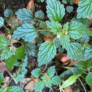 Australina pusilla subsp. muelleri at Barrington Tops National Park - 18 Dec 2023