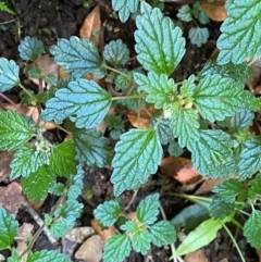 Australina pusilla subsp. muelleri at Barrington Tops National Park - 18 Dec 2023 02:18 PM