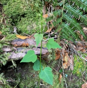 Berberidopsis beckleri at Barrington Tops National Park - 18 Dec 2023 02:15 PM