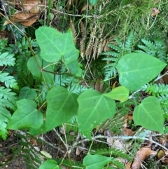 Berberidopsis beckleri at Barrington Tops National Park - 18 Dec 2023 02:15 PM