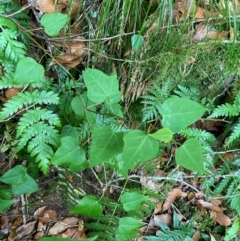 Berberidopsis beckleri at Barrington Tops National Park - 18 Dec 2023