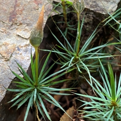 Dawsonia superba at Gloucester Tops, NSW - 18 Dec 2023 by Tapirlord