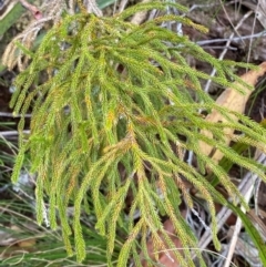Lycopodium deuterodensum (Bushy Club Moss) at Barrington Tops National Park - 18 Dec 2023 by Tapirlord