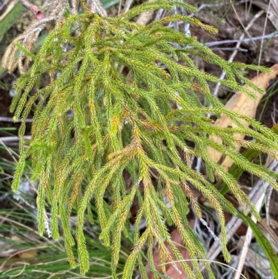 Pseudolycopodium densum (Bushy Club Moss) at Barrington Tops National Park - 18 Dec 2023 by Tapirlord