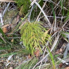 Pseudolycopodium densum at Barrington Tops National Park - suppressed