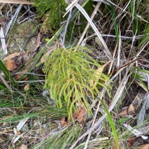 Pseudolycopodium densum at Barrington Tops National Park - suppressed