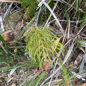 Pseudolycopodium densum at Barrington Tops National Park - suppressed