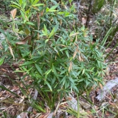 Leucopogon affinis (Lance Beard-heath) at Gloucester Tops, NSW - 18 Dec 2023 by Tapirlord