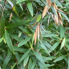 Leucopogon affinis at Barrington Tops National Park - 18 Dec 2023