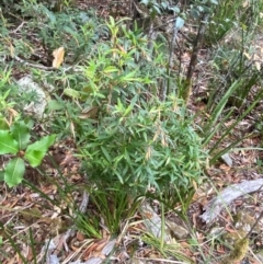 Leucopogon affinis at Barrington Tops National Park - 18 Dec 2023 02:05 PM