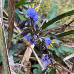 Dianella tasmanica (Tasman Flax Lily) at Gloucester Tops, NSW - 18 Dec 2023 by Tapirlord