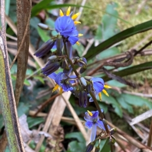 Dianella tasmanica at Barrington Tops National Park - 18 Dec 2023 02:05 PM