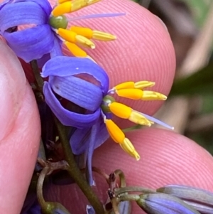 Dianella tasmanica at Barrington Tops National Park - 18 Dec 2023